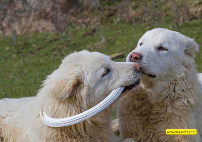 Abruzzese Mastiff: Guide to Italian Guardian Dogs